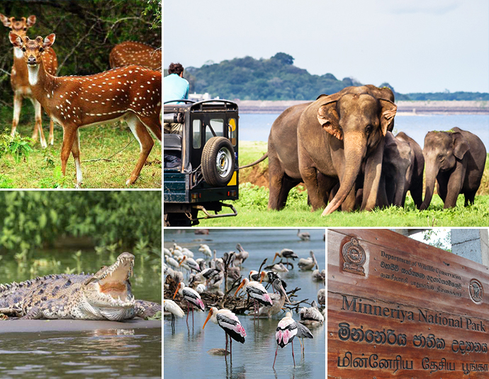 Minneriya National Park